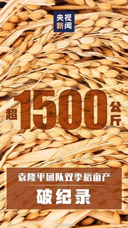袁隆平團隊雙季稻畝產(chǎn)超過3000斤